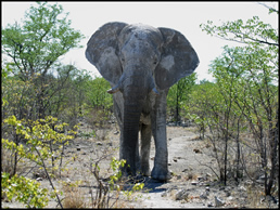 Elephant after mud bath