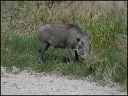 Warthog in Namutoni